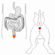 MG: o ânus; Anus; cuzão; pentelho; rabo